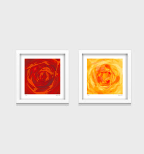 Rose Series- Set of 2- Small 25 x 25cm